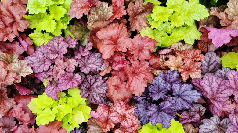 Coral bells have a range of colorful foliage colors.