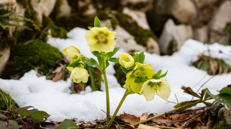 A hellebore grows with snow still on the ground.
