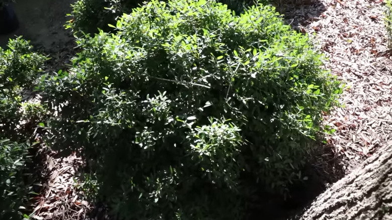 Dwarf yaupon holly boasts evergreen leaves and thrives in a part shade spot.