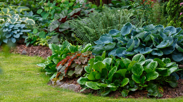 Hostas and other plants thrive in a shady garden.