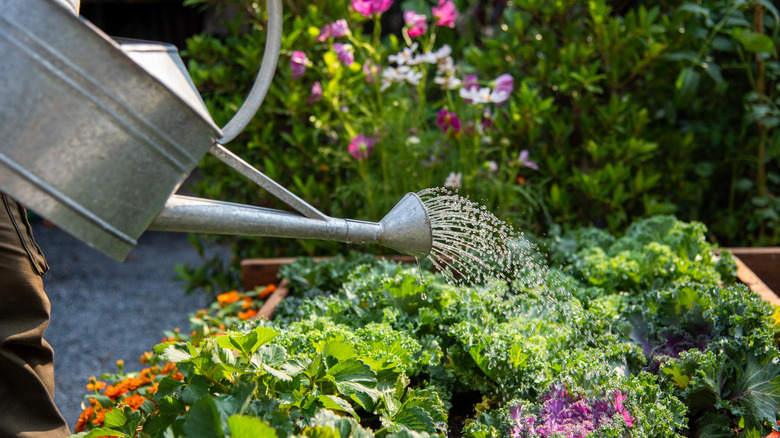 A gardener using a metal watering can to water a raised garden bed in the sun