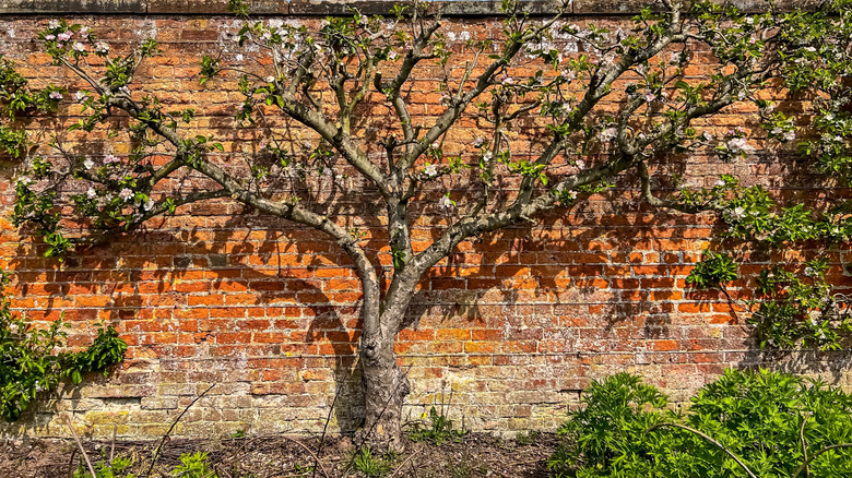 An espaliered apple tree grows against a brick wall.