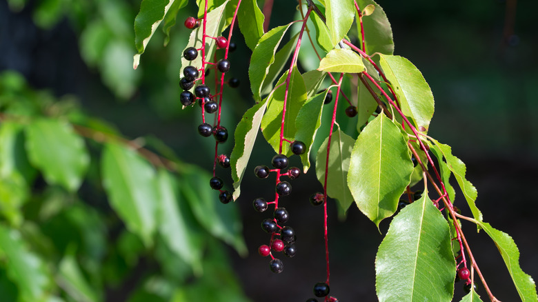 Ripe black cherries hang from a branch.