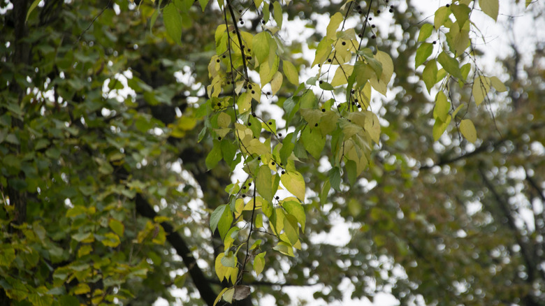 Hackberries ripen on a tree branch.