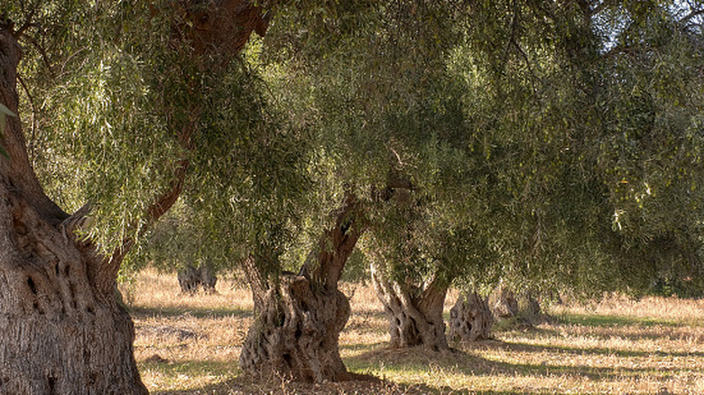 Ancient olive trees thrive in Greece.