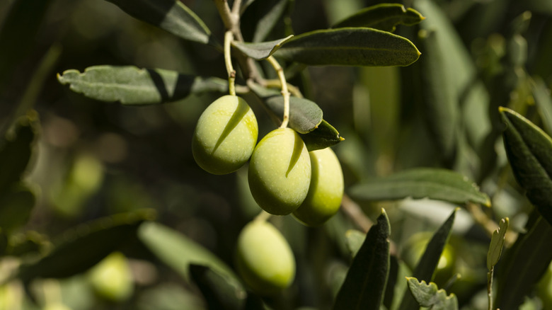 Olives grow on a tree.