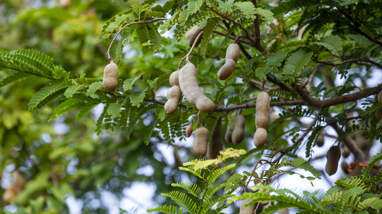 Tamarinds ripen in a tree.