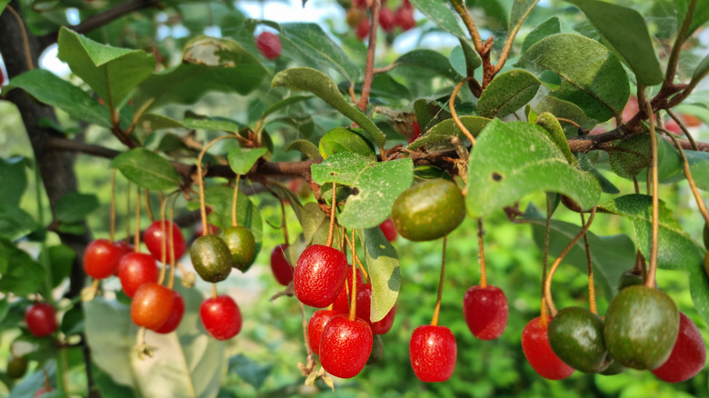 Red and green autumn olive fruits hanging on a branch with green foliage
