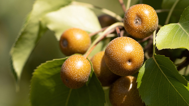 Closeup of beige callery pear fruits with green leaves