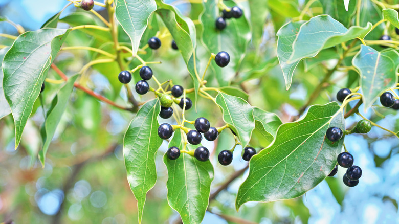 Dark blue camphor tree berries among green foliage