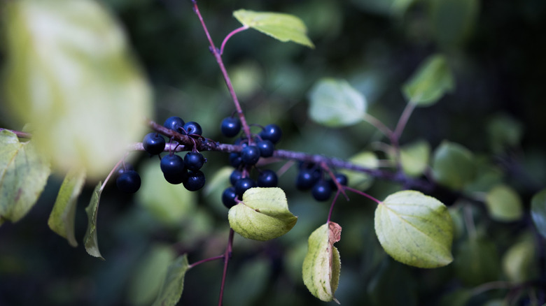Dark purple common buckthorn fruits hidden among pale green leaves