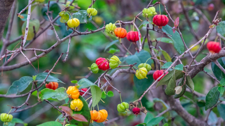 Red, orange, green, and yellow Surinam cherry fruits on a tree