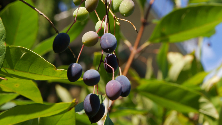 Closeup of dark purple and green American fringetree fruits with green foliage
