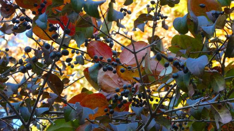 Dark purple blackhaw viburnum fruits among red and green leaves