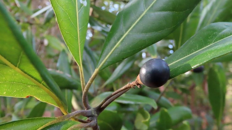 A dark blue red bay fruit among green foliage