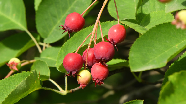 Closeup of red serviceberries and green leaves