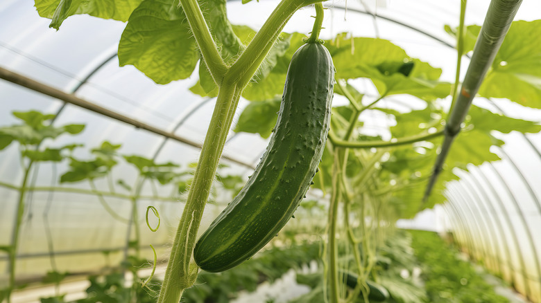A ripe green cucumber hangs on a vine in a greenhouse.