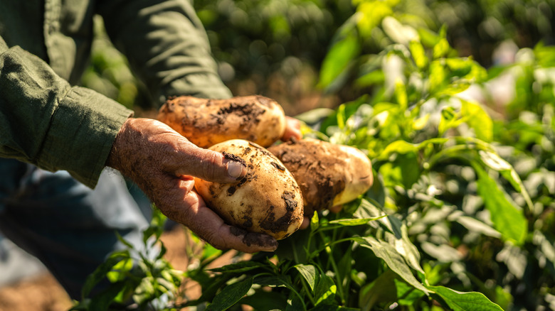 A farmer's hands hold unearthed potatoes next to a potato plant.