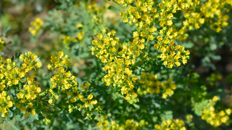 A group of yellow rue flowers bloom in the garden.