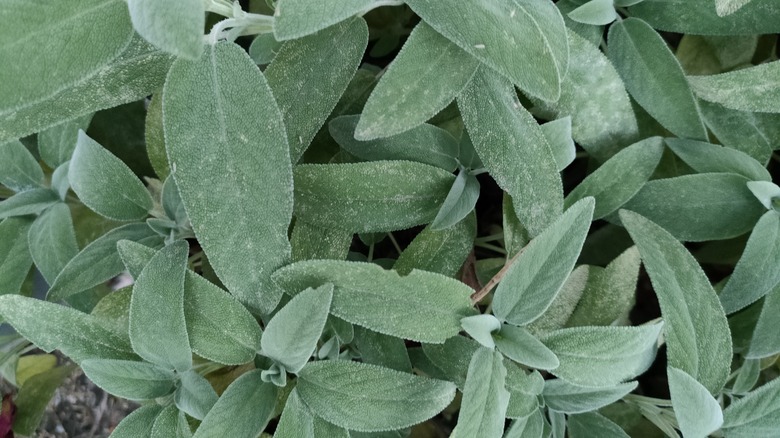 Green sage leaves overlap each other in a garden.