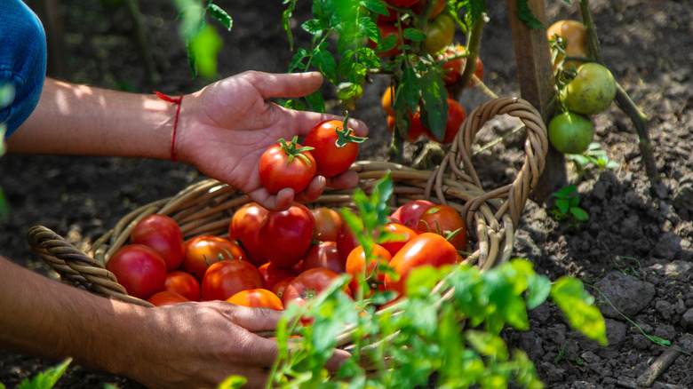 A farmer's hands harvest red tomatoes in a garden.