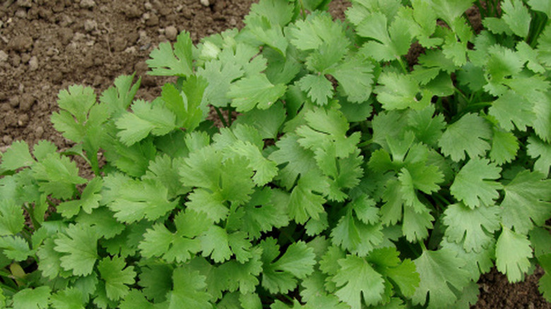 Cilantro grows in a garden.