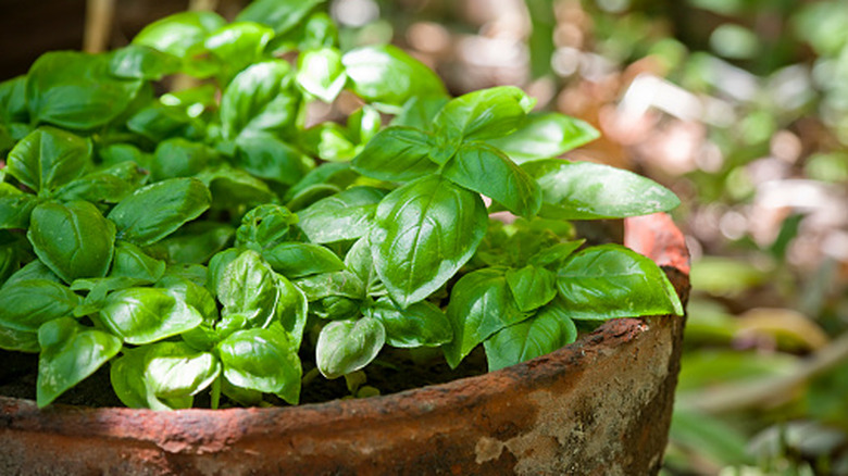 Basil thrives in a terracotta pot.