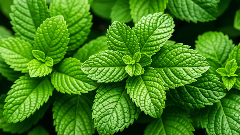 A mint plant thrives with  bright green leaves.