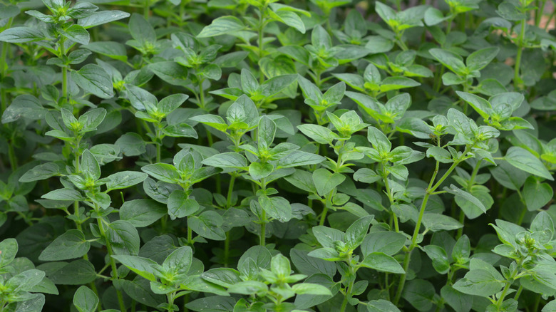 A patch of oregano thrives in a garden.