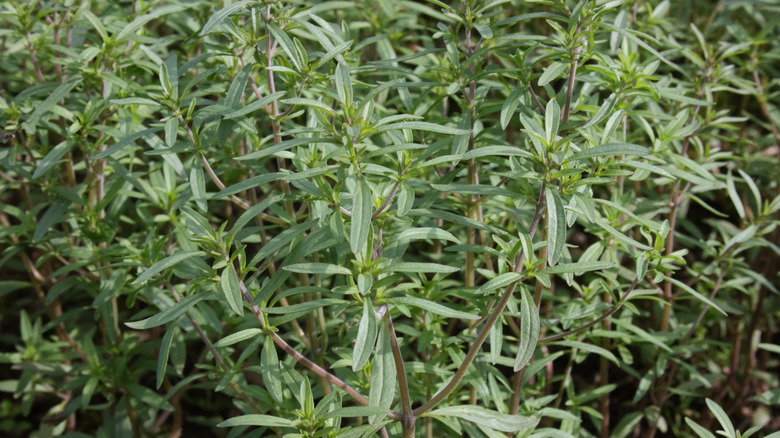 Summer savory grows in a garden.