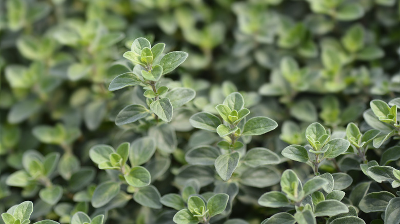 Sweet marjoram leaves thrive and are a silvery green color.