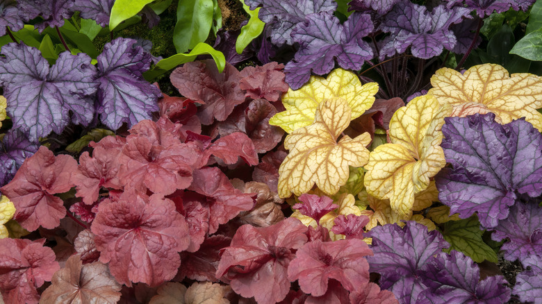 Purple, red, and yellow leafed coral bells grow together.