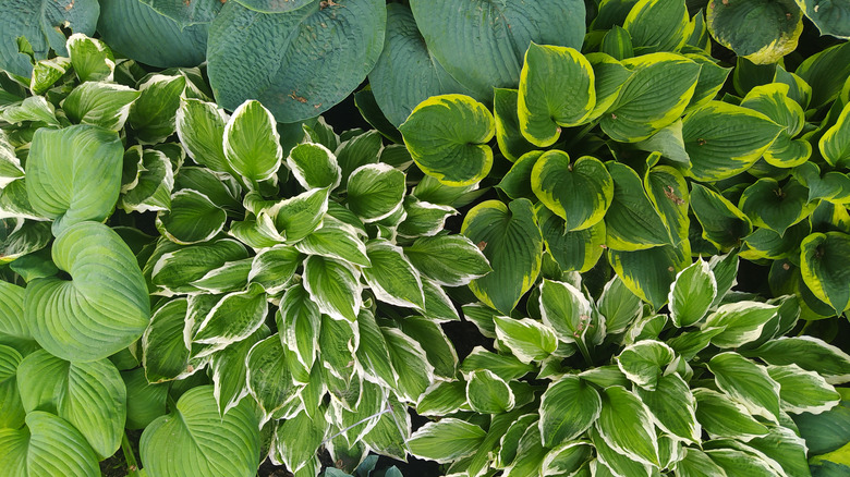 Different hosta  cultivars grow together with a range of leaf colors and patterns.