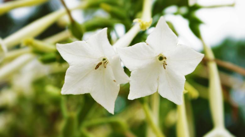 Tobacco blooms with white tubular flowers.