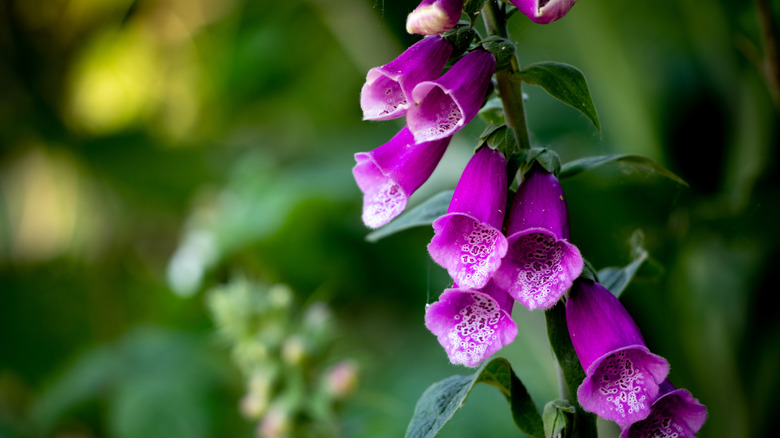 Purple foxglove blooms with speckled flowers.