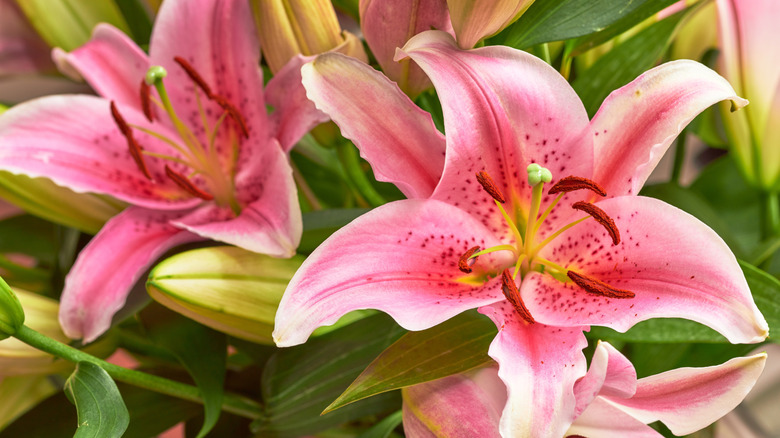 Lilies bloom in a garden.