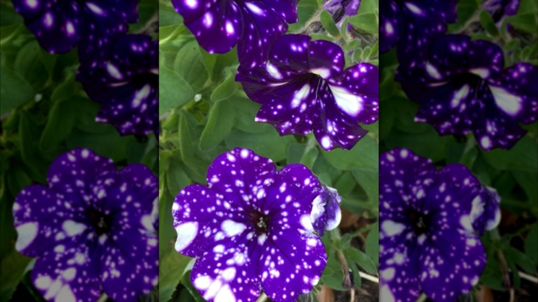 'Night Sky' petunias bloom with purple flowers with white spots.