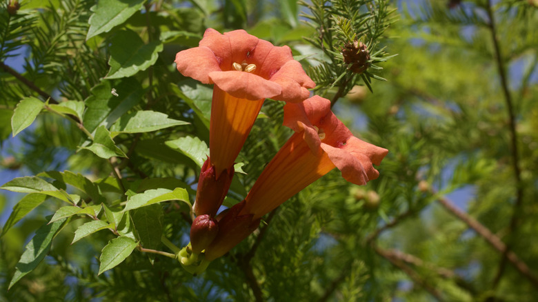 Orange trumpet vine flowers bloom.
