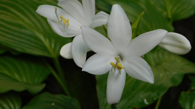 A hosta blooms with white flowers.