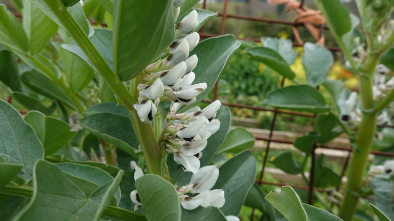 White flowers form on a fava bean plant.