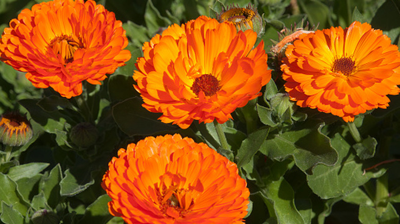 Orange calendula blooms in a garden.