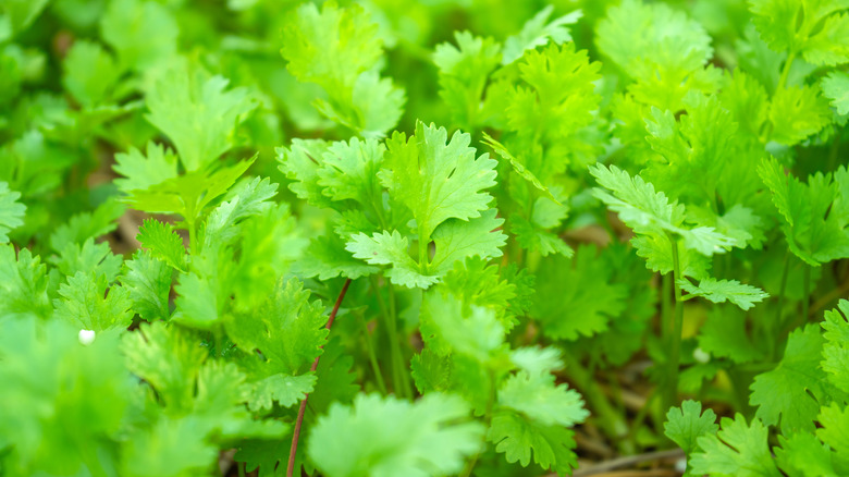Cilantro thrives in the garden.