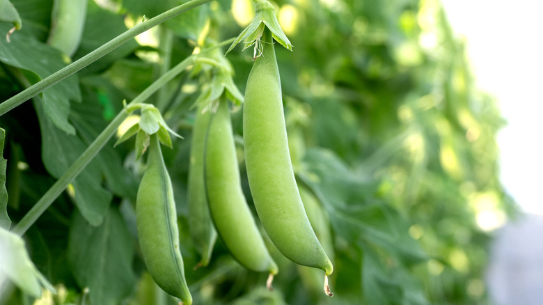 Snap peas ripen on a plant.