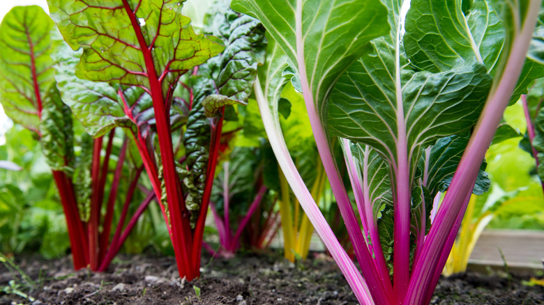 Colorful Swiss chard grows in a garden