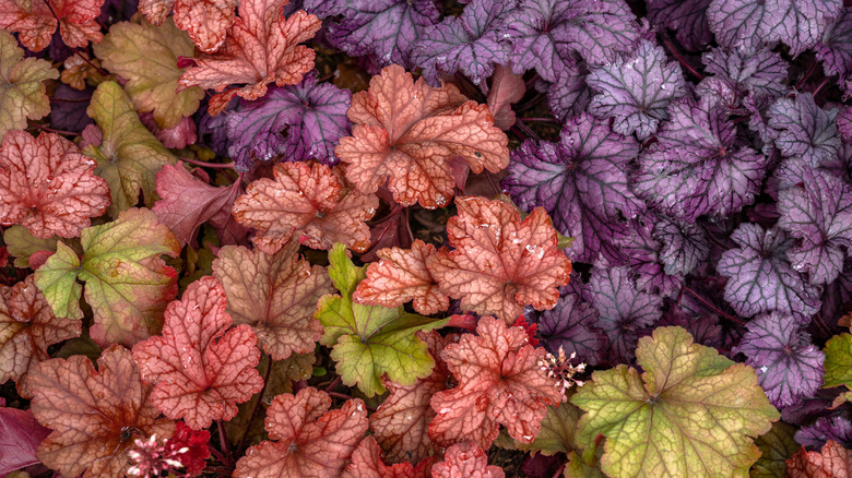 A variety of heuchera leaves in red, yellow, and purple with some white flowers