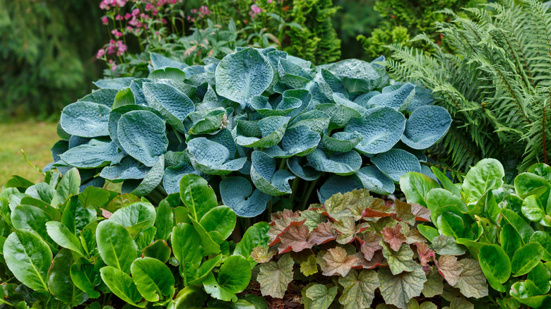 A garden featuring hostas, ferns, and other plants