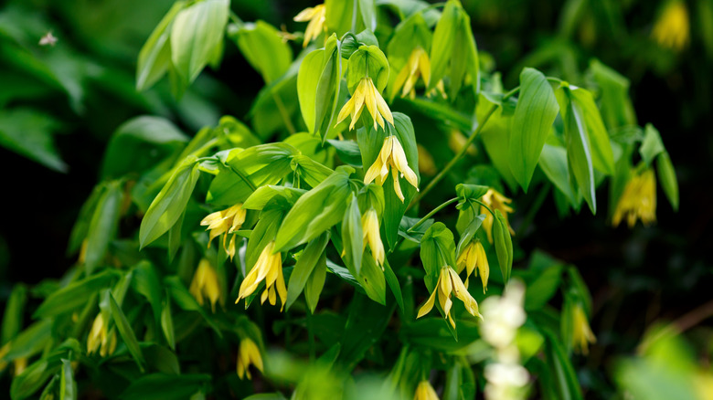 Yellow large-flowered bellwort blossoms hanging from green foliage