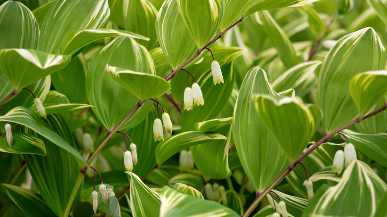 Green and white variegated Solomon's seal with white flowers