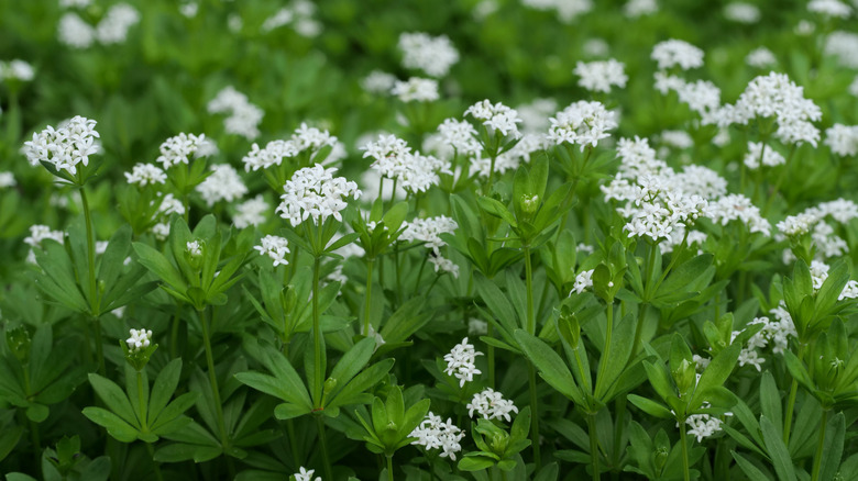 A patch of white flowering sweet woodruff with green foliage