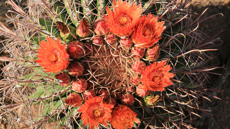 Top view of a barrel cactus with a crown of orange flowers
